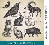 vector animals set   raven ...