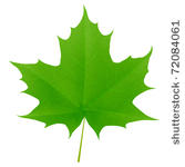 green maple leaf isolated on...