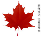 realistic red maple leaf...