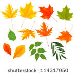 set of colorful autumn leaves....