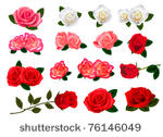 set of a beautiful roses on a...