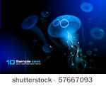 jellyfish at the black...