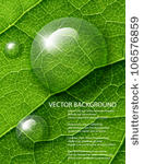 vector water drops on  green...