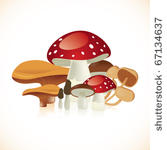 set of cool mushrooms in white...