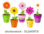 colorful daisies in pots with...