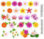 collection beautiful flowers ...