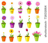 spring flowers in pots ...