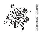 black rose on white background