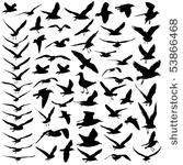 fine detail vector seagull