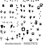 animal and bird foot traces...