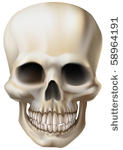 an illustration of a human skull