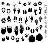 animal footprint track vector