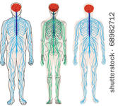 human nervous system
