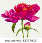luxurious red peony flower and...