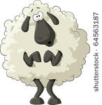 frightened sheep on a white...