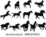 wild horses