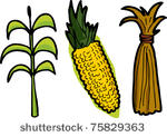 corn as a plant  freshly picked ...