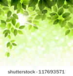 summer branch with fresh green...