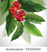 branch of ripe coffee