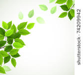 branch with fresh green leaves