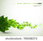 branch with fresh green leaves
