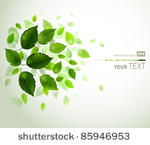 branch with fresh green leaves