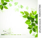 branch with fresh green leaves