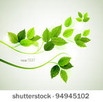 spring  branch with fresh green ...