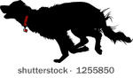 mutt dog