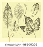 botanical set  vintage highly...