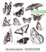 butterfly set  entomological...