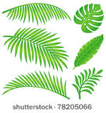 summer leaf
