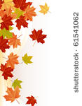 maple leaves
