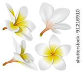 frangipani  plumeria . hawaii ...