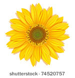 vector sunflowers on a white...