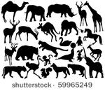 wild animals