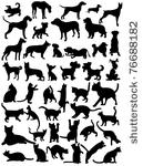 cats and dogs