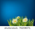 flower in green grass and blue...