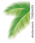 leaves of palm tree on white...