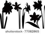 narcissuses flowers a vector it ...