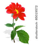 red dahlia