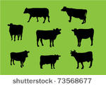 cows silhouettes   vector