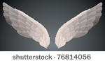 wings   vector   isolated