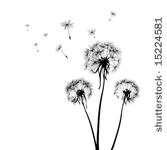 silhouettes of three dandelions ...