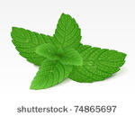 mint leaf