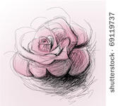 rose flower   realistic sketch  ...