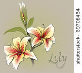 lily   romantic flower...