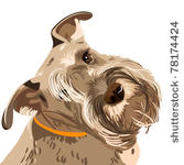 vector dog breed bearded...