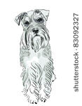 vector dog breed miniature...