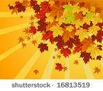 autumn maple leaves falling down